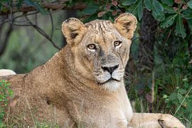 La reine de la savane