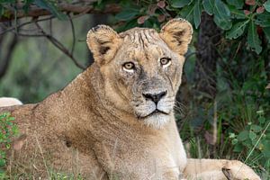 La reine de la savane