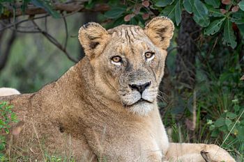 Queen of the savannah
