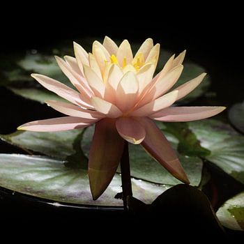 Blüte im warmen Sonnenschein, strahlendschön