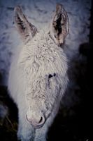 Donkey foal