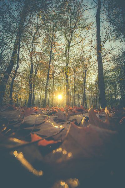 forests by Bart Liesenborgs