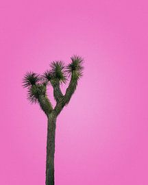 Joshua Tree mit rosa Himmel von Tom Windeknecht
