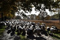 Balloo's sheep flock in the morning