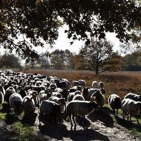 Balloo's sheep flock in the morning