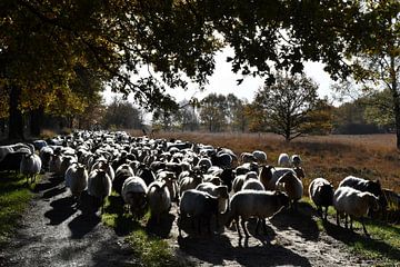 Le troupeau de moutons de Balloo le matin sur Bernard van Zwol