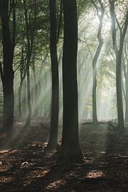 Sonnenstrahlen zwischen den Bäumen | Reisefotografie-Druck | Speulderbos Niederlande von Kimberley Jekel