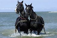 KNRM Paarden in zee van Brian Morgan thumbnail