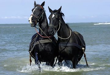 KNRM Paarden in zee van Brian Morgan