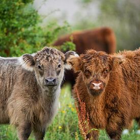 Schotse Hooglanders van Tom Zwerver