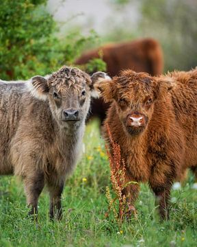 Schotse Hooglanders van Tom Zwerver
