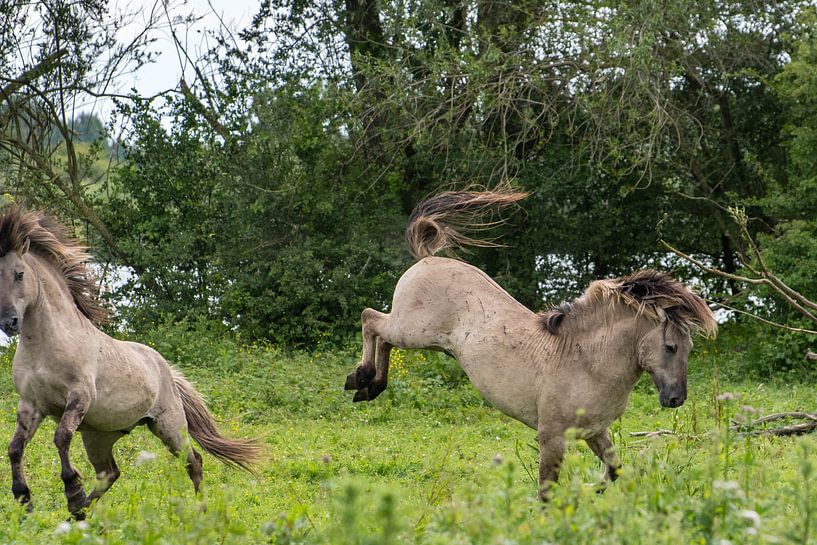 Bokkend konikpaard van Diantha Risiglione