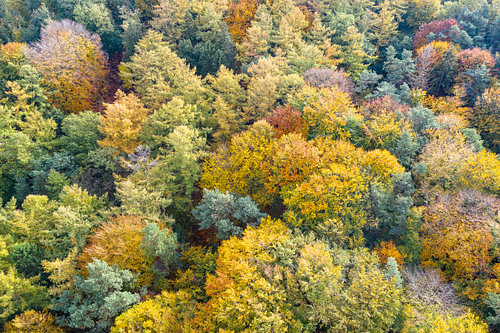 Herfstbladkleur van bovenaf