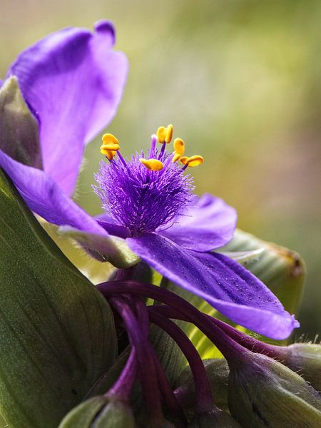 Dayflower by Rob Boon
