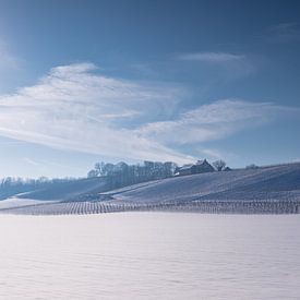 Snow-covered vineyards in the rolling countryside just outside Maastricht by Kim Willems