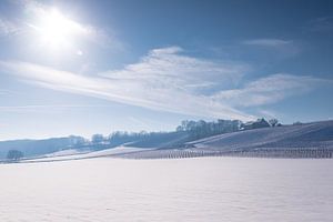 Vignobles enneigés dans la campagne vallonnée à la sortie de Maastricht sur Kim Willems