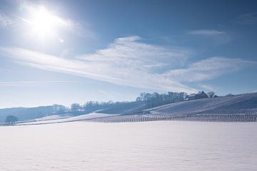 Met sneeuw bedekte wijngaarden in het glooiende landschap net buiten Maastricht van Kim Willems