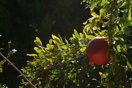 Granaatappel