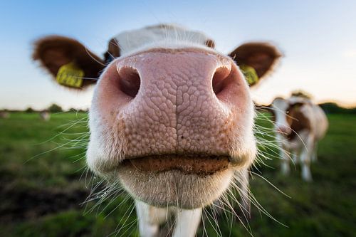 Kiekeboe! van Max ter Burg Fotografie