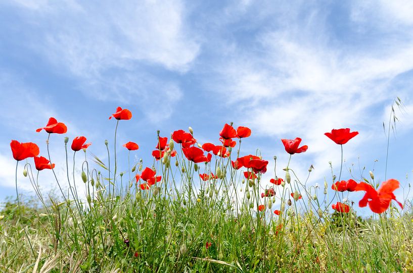 Coquelicots par Mark Bolijn