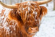 Porträt einer schottischen Highlander-Kuh im Schnee von Sjoerd van der Wal Fotografie Miniaturansicht