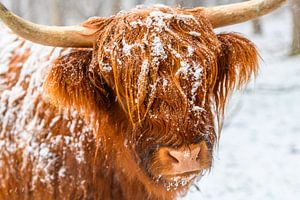 Porträt einer schottischen Highlander-Kuh im Schnee