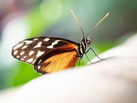 Butterfly by Mariëtte Plat