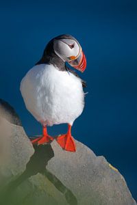Puffin