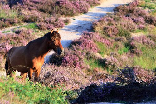 Horse on the blooming Posbank heather
