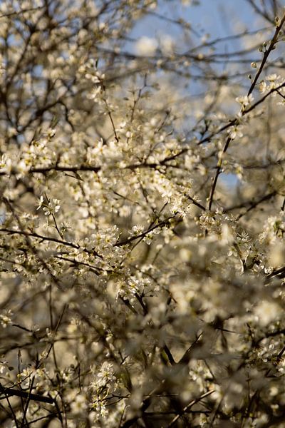 Blumen von Michelle Hovius