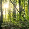 Zonneschijn in het bos met een schuilplaats van Oliver Henze
