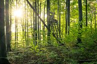 Zonneschijn in het bos met een schuilplaats van Oliver Henze thumbnail