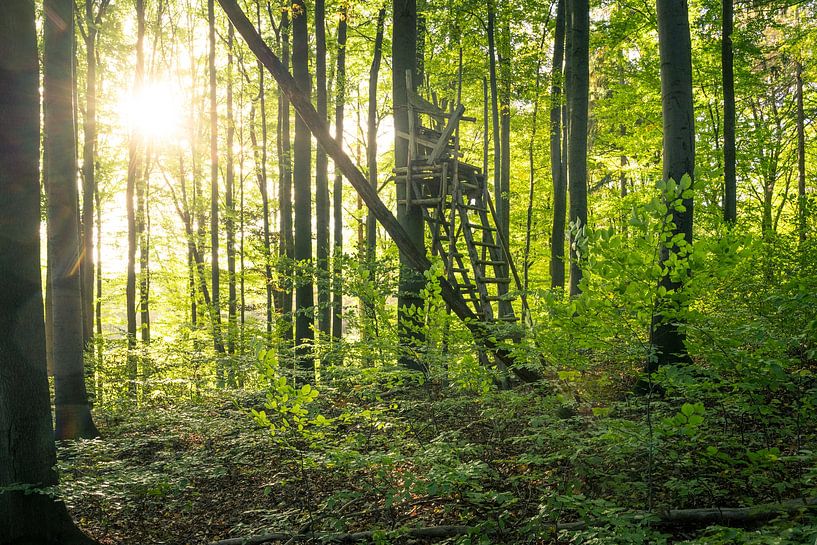 Sonnenschein im Wald mit Ansitz von Oliver Henze
