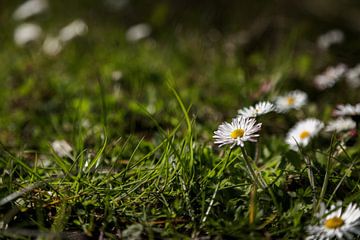 Margrietjes in het ochtendlicht 3 van Percy's fotografie