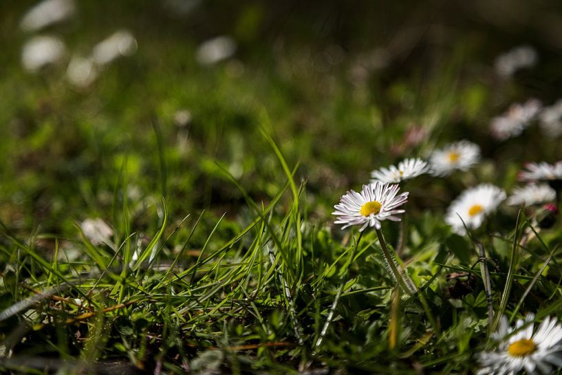 Pâquerettes dans la lumière du matin 3 par Percy's fotografie