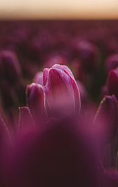 Tulpe von Martijn Kamp