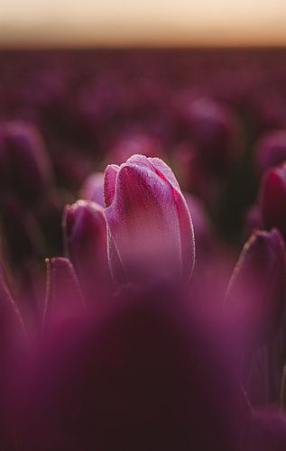 Tulp