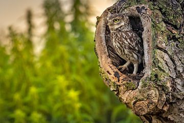 Stone in his tree hole on the lookout by Andy Luberti