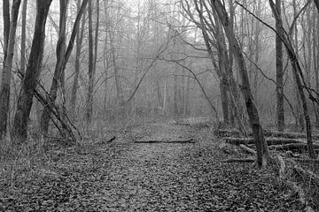Een bospad door de poldernatuur in zwart-wit