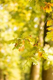 Leaves - Herfstbladeren von Chantal Cornet