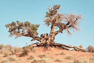 American West - Desert Tree