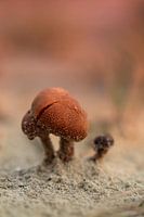 Dunebreak stems