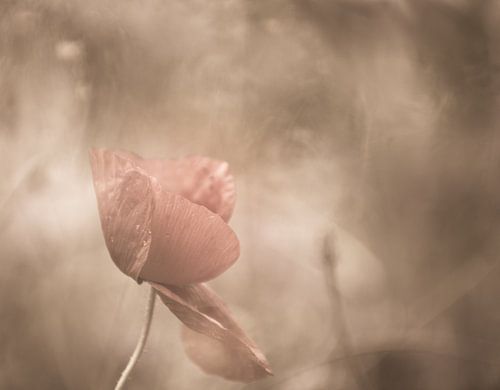 Poppy in almost black white