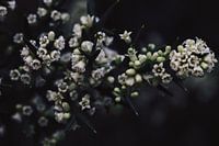 Dark Galium