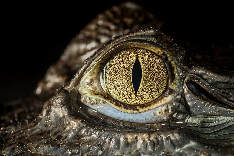 Eye caiman by Rob Smit