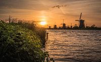Golden hour Kinderdijk