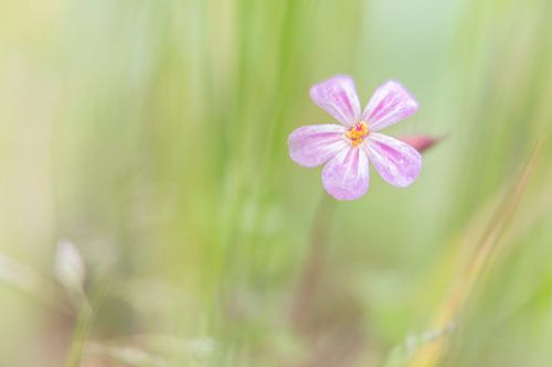 Voorjaarsbloeiers in het bos