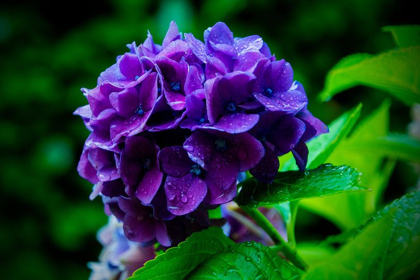Hydrangea after the rain by FotoGraaGHanneke