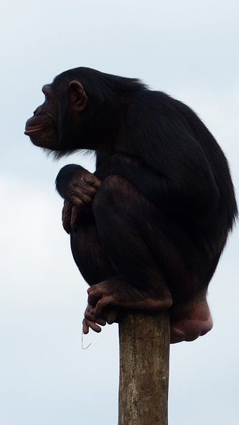 chimpansee aap van Gonnie van Hove