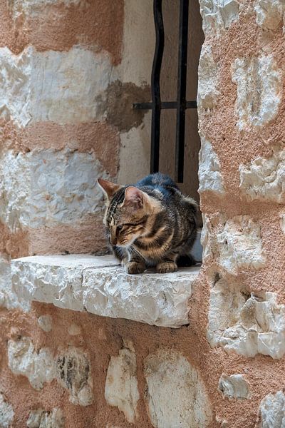 Cat by Anouschka Hendriks